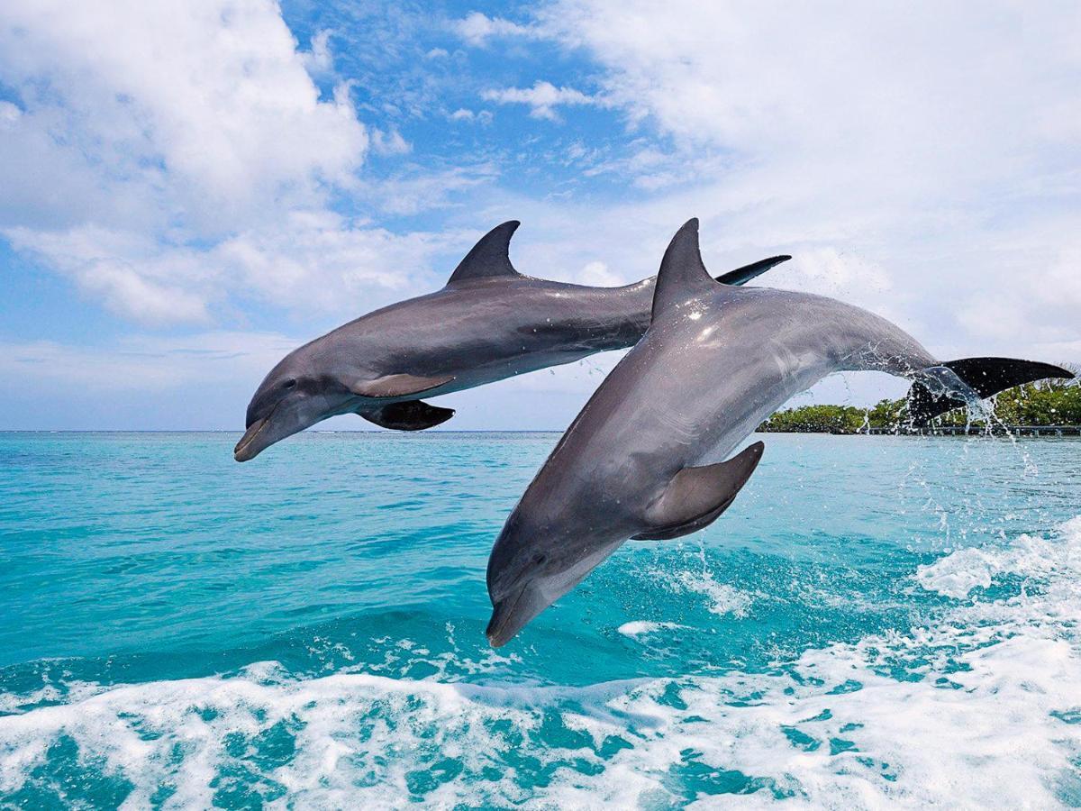 Casa Del Mar Villa โบกัสทาวน์ ภายนอก รูปภาพ